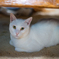 久しぶりに、Ai Nikkor 50mm f/1.2S