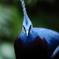 鳩ぽっぽ