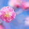 :::*  梅の花　青い空  *:::