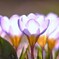 crocus