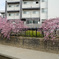 淀水路河津桜