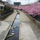 淀水路河津桜