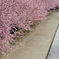 淀水路河津桜