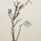 八房富士桜