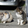 cat_579 美味しくなかった顔の二人