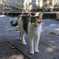 沖縄シリーズ６・希望ヶ丘公園の猫さん達５