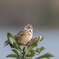 春の陽射しが眩しくて‥ホオアカ