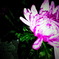 菊