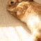 日向ぼっこしてまどろみ中