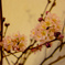 桃の花
