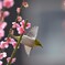 メジロの花から花へ