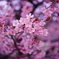 2021年の河津桜