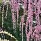 結城神社 02