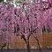 結城神社 05