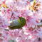 桜に飛び交うメジロ　その弐