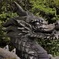 龍の棲む園