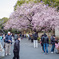 上野公園正門の大寒桜
