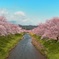 日本の春