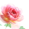 Alan　Titchmarsh