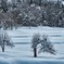 雪原