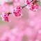 しっとり桜