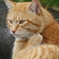 「私は猫なのか？」