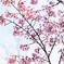 足柄の寒桜