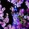 スカイツリーと河津桜