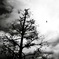 Dead tree and a bird
