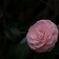 潤いの肌