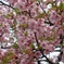 河津桜