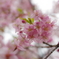 花束