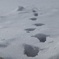 なんの足跡かなー？