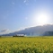 2021年　菜の花畑と春朝日