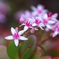 今年も満開　銭の花