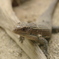 ﾋｮｳﾓﾝﾄｶｹﾞﾓﾄﾞｷ