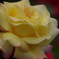 六月の薔薇‐ピース