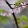 春告げる‥終焉の川津桜