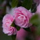 冬と春の狭間の花‥椿