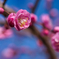 ＝＝　梅の花に夢中　＝＝