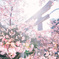 桜と鳥居