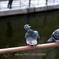 川べりの鳩