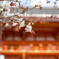 春近し・・八坂神社南楼門