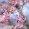 春ですね