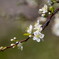 可憐に春･･すももの花