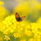 X-T20 XF35mmF1.4 菜の花