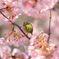 河津桜とメジロ