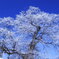 冬の桜