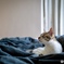 猫 Marie