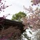 寺と早桜